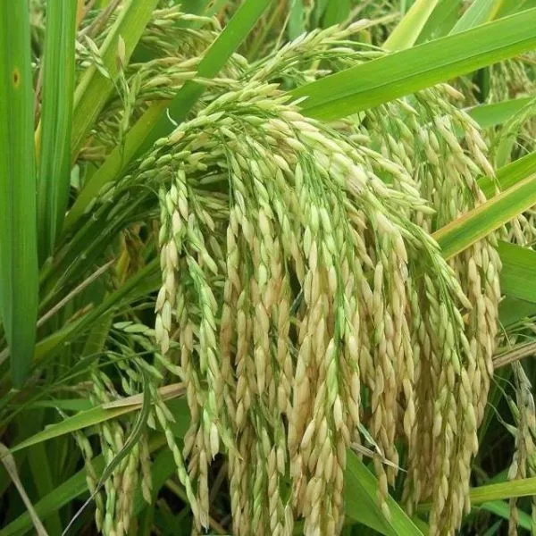 Sanjeevini